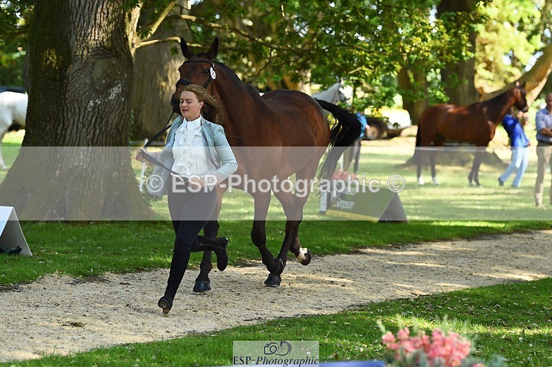 230524-162844-00894 - 103-CLOUDED_LEOPARD-Jessica_Coombes-WEDTrotUp+DR