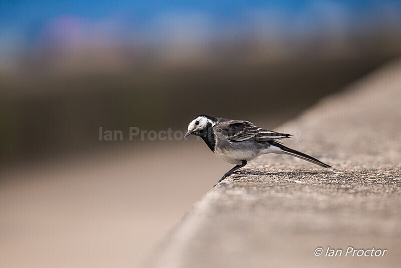 Pied Wagtail (Motacilla alba) on the edge! - Nature