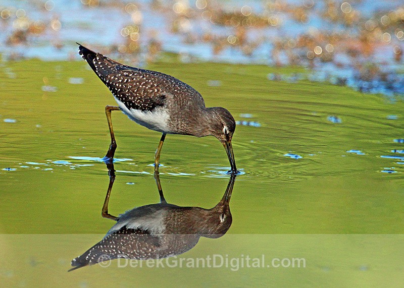 Solitary Sandpiper - 1 - Birds of Atlantic Canada
