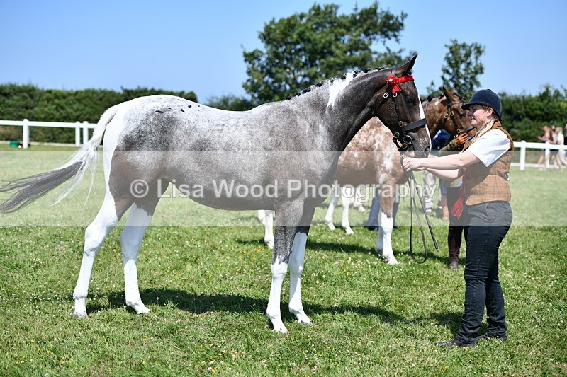DSC_7555 - Class 63: Coloured Horse Youngstock