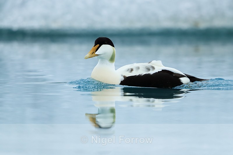 Eider reflection in lagoon, Jokulsarlon, Iceland - Eider