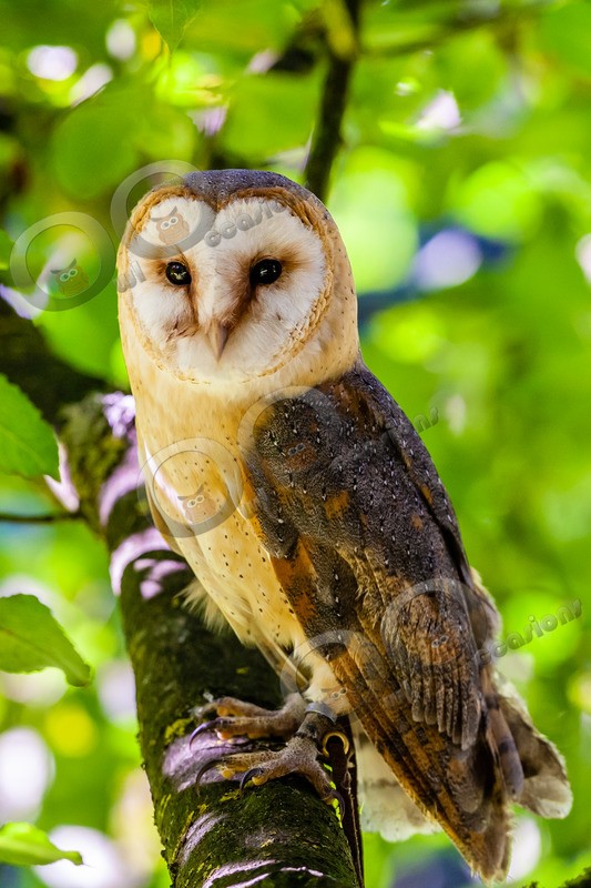 barn owl tyto alba-9579 - Owls of the World
