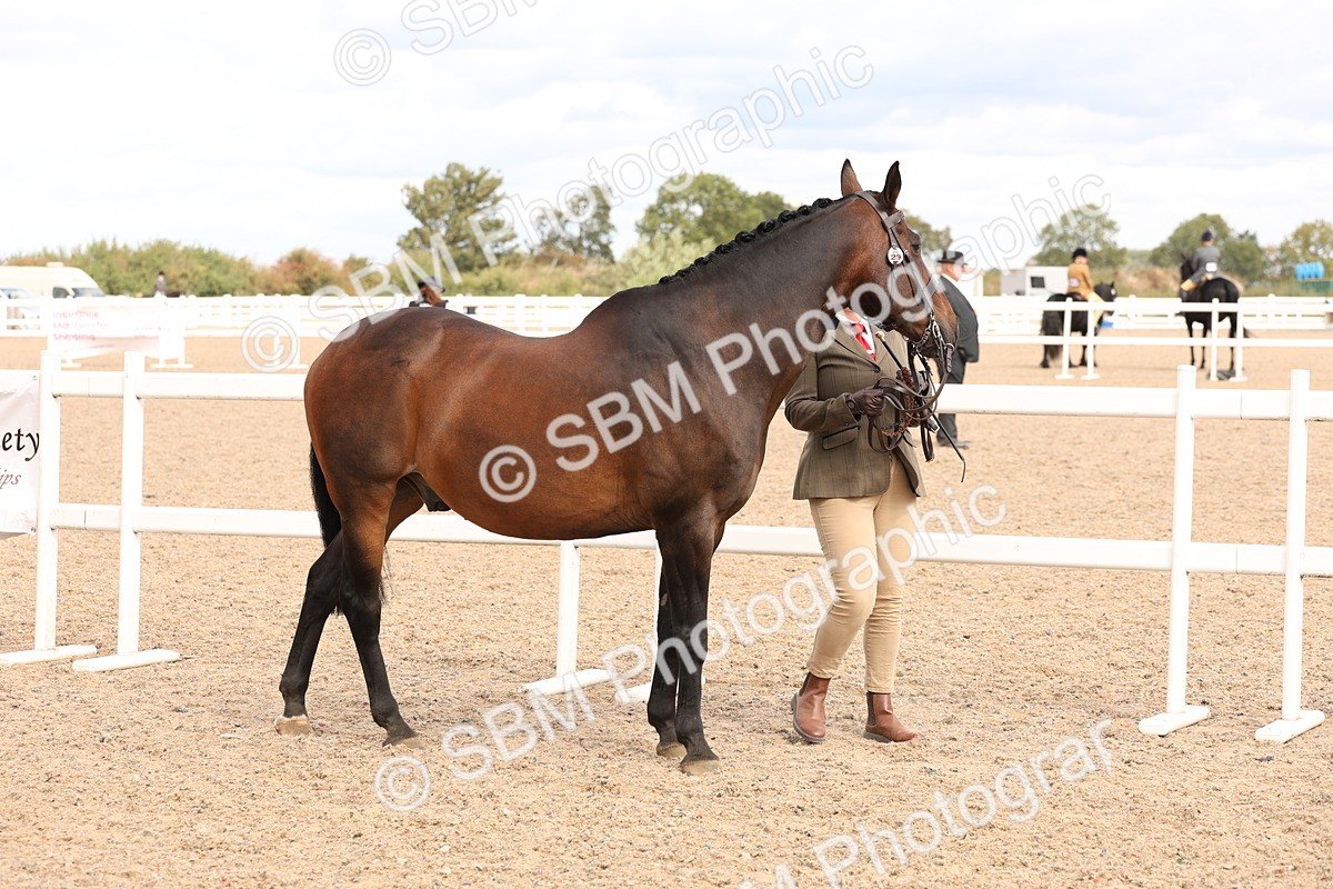 SBM_14629 - Class 208 - IH Veteran Horse