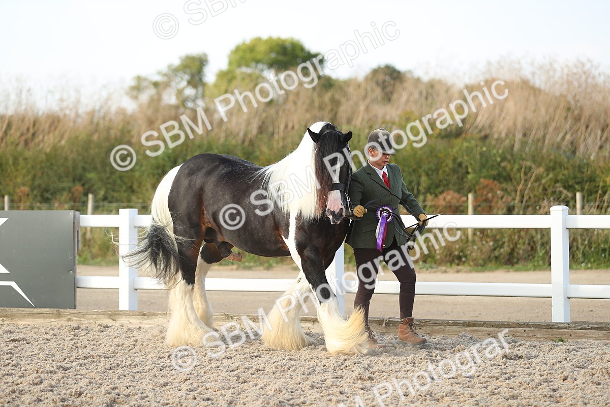 SBM_08732 - Class 28 - IH Veteran Horse