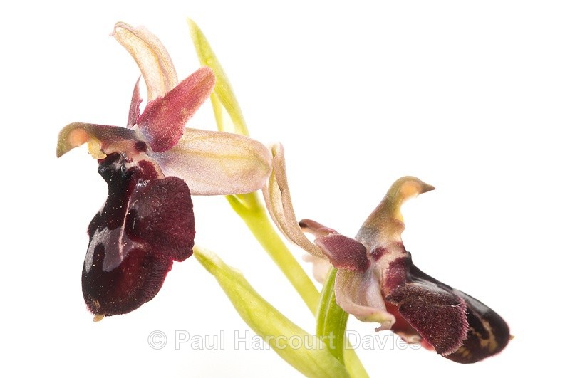  - WB: Orchids - Ophrys