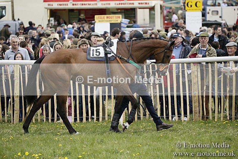 PtP 170417 127 - Old Berks Point-to-Point Lockinge 17/04/17