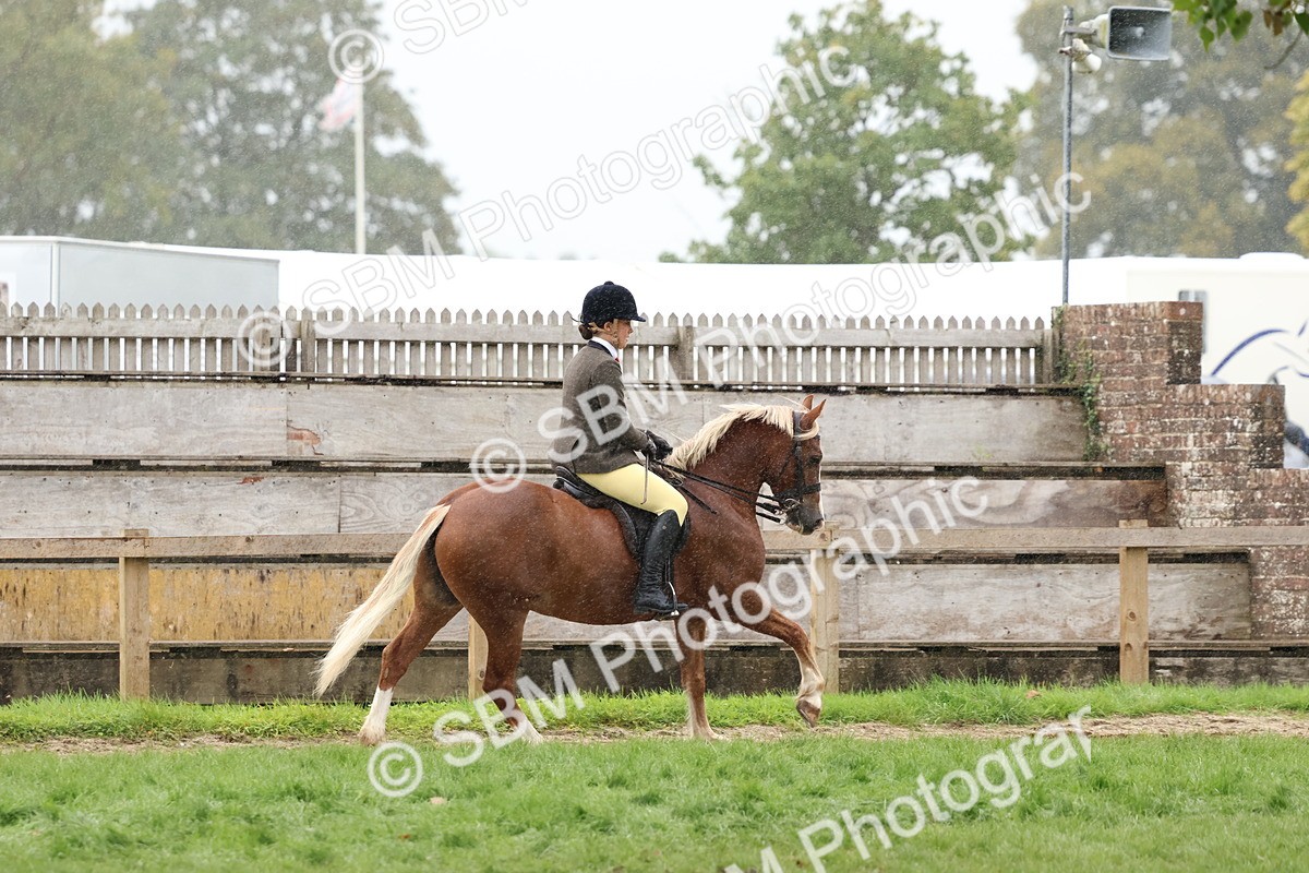 SBM_69699 - S62 - Mountain & Moorland Ridden Large Breeds
