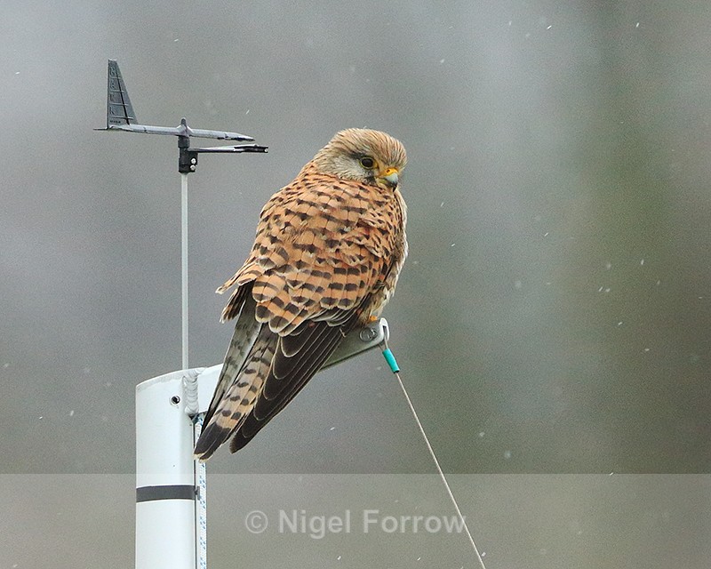 Kestrel perched on a mast near the Sailing Club at Farmoor - Kestrel
