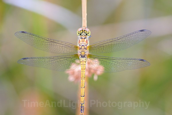 Female Common darter - Dragonflies & Damselflies