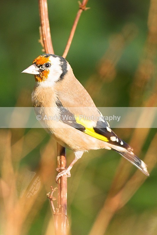 20121110-_MG_1270 - Goldfinch