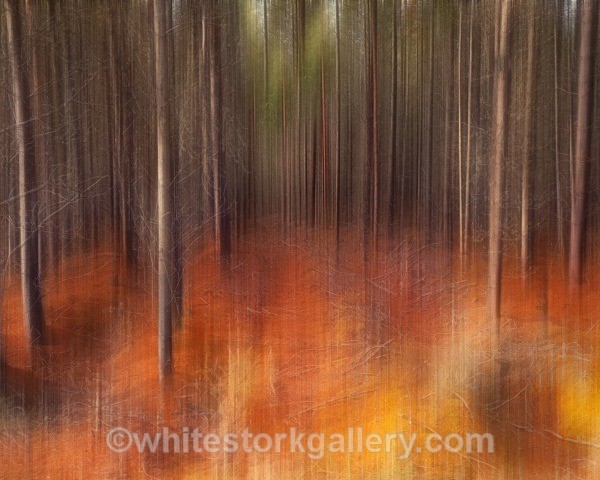  - Light In The Forest
