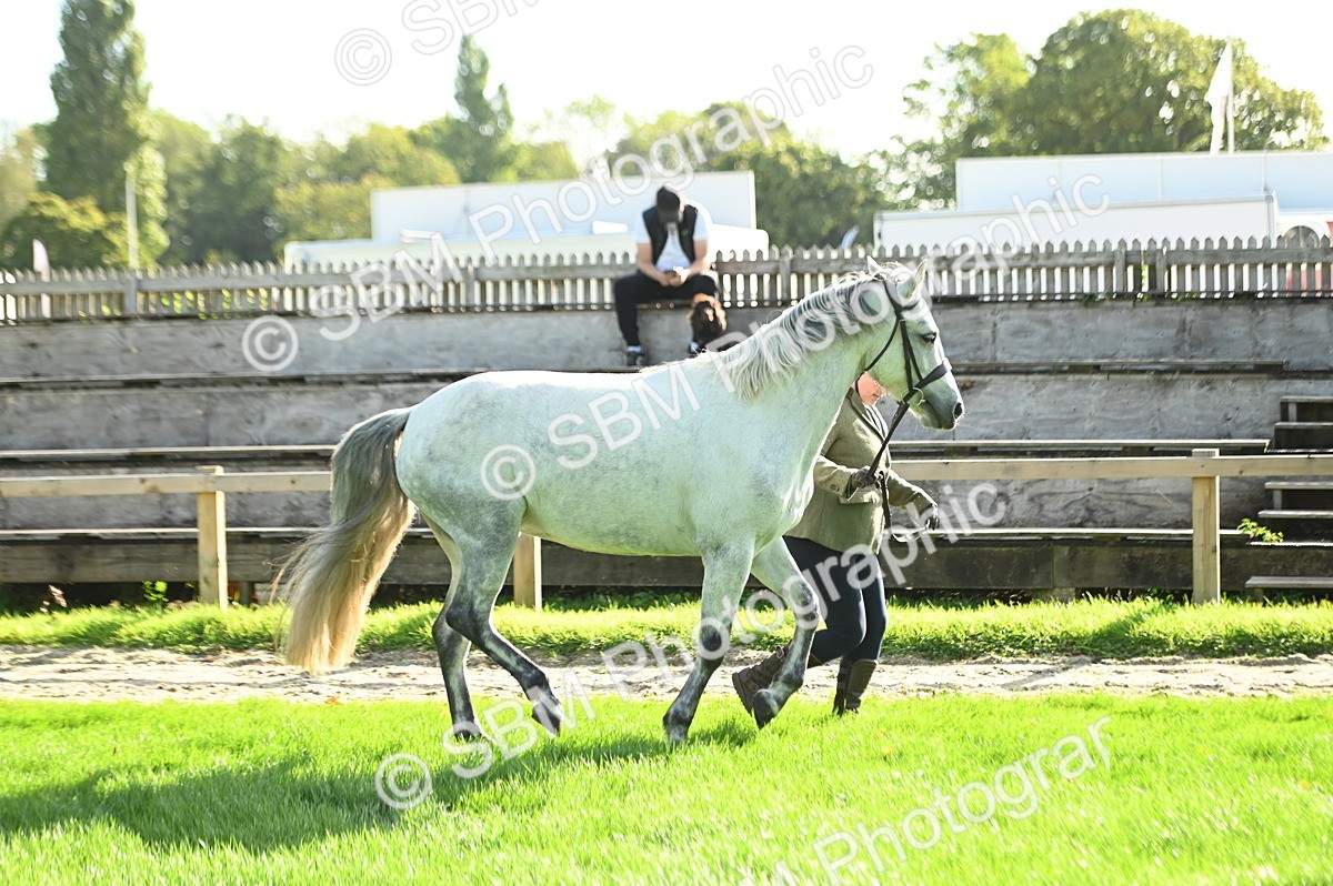 SBM_15856 - S1 - TSR in Hand Horse & Pony Showing