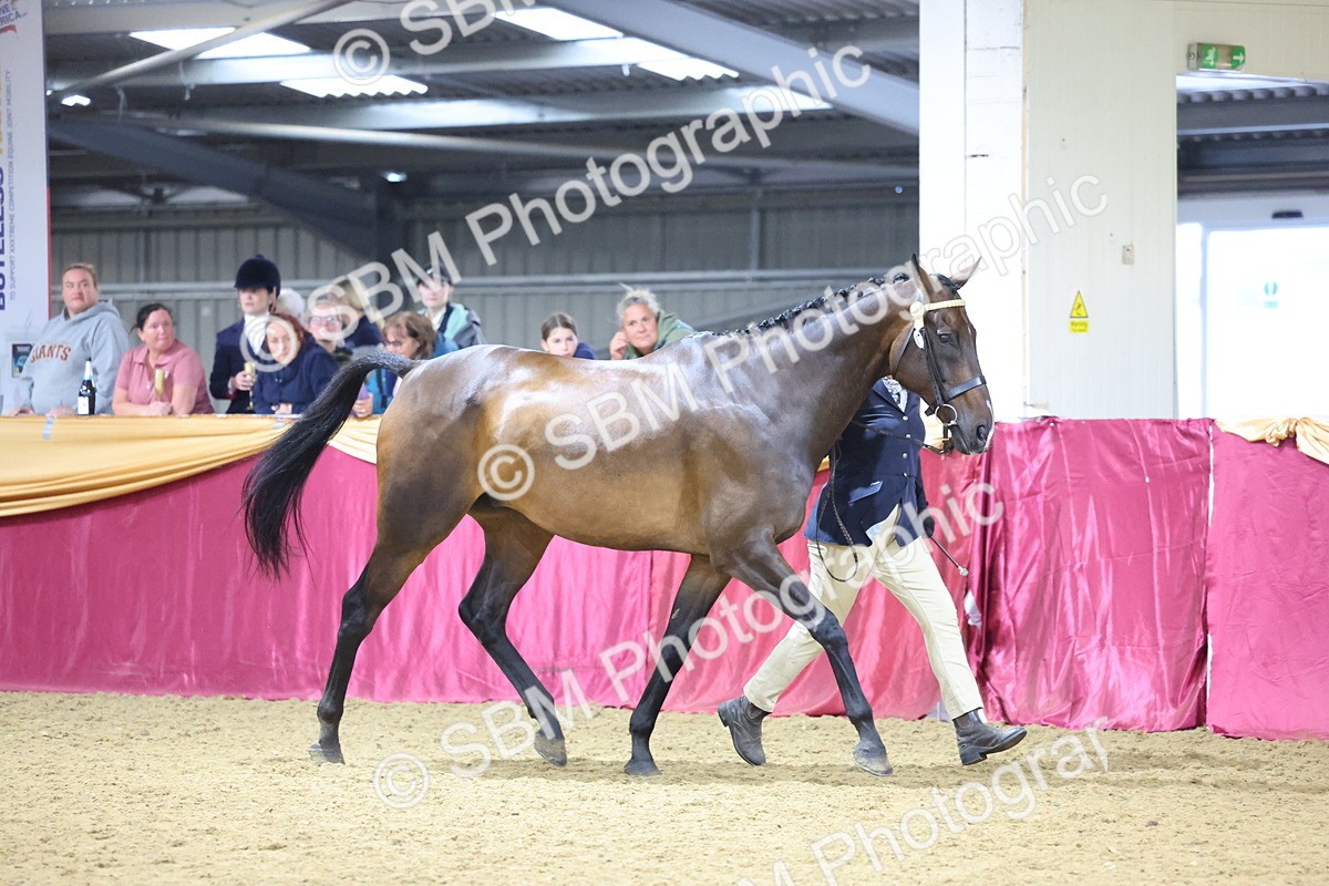 SBM_18805 - Class E IH Horse Champ