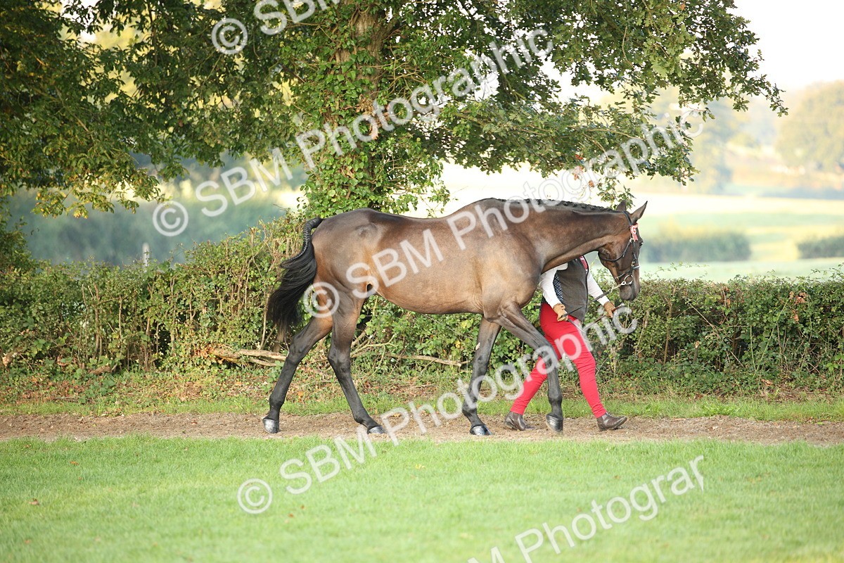 SBM_56792 - S49 - Riding Horse & Hack & Thoroughbred In Hand