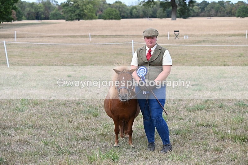 WJ6_7127 - Class 21 Shetland & Mini Horses