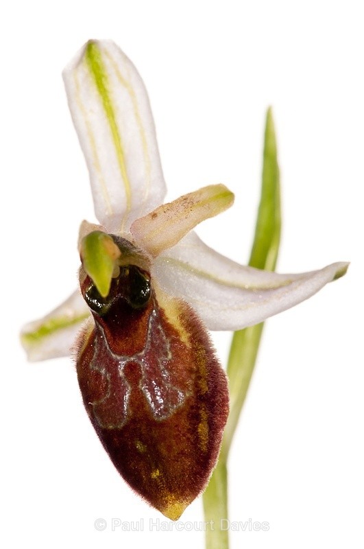  - WB: Orchids - Ophrys