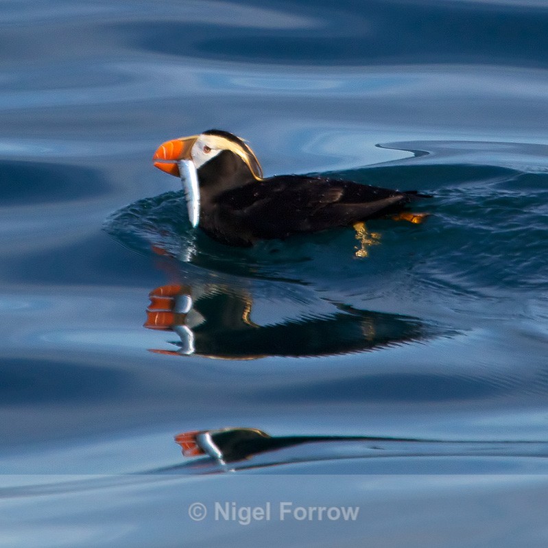 Tufted Puffin with fish swimming on the water in Resurrection Bay - Tufted Puffin