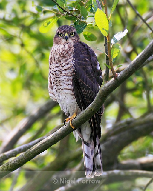 Sparrowhawk (juvenile) perched on a branch - Sparrowhawk