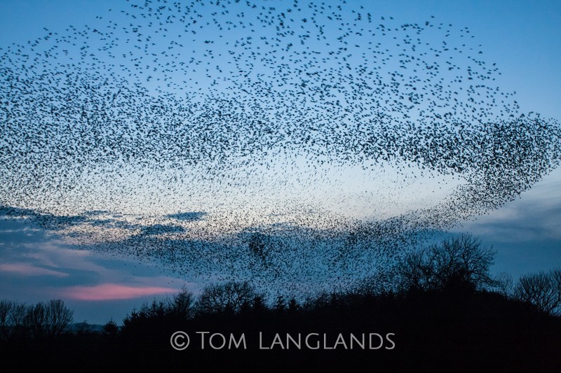 Starlings - Starlings and Murmurations