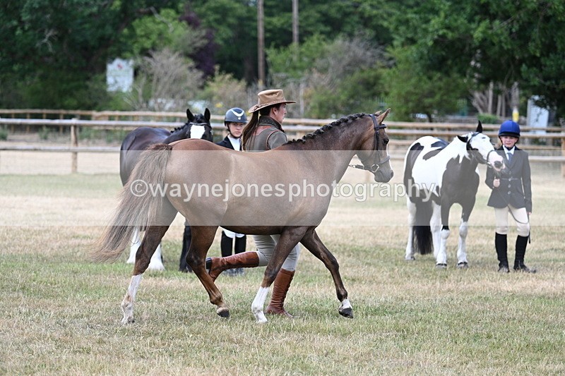 WJ7_1535 - Class 4 Prettiest Mare up to 14.2hh in hand