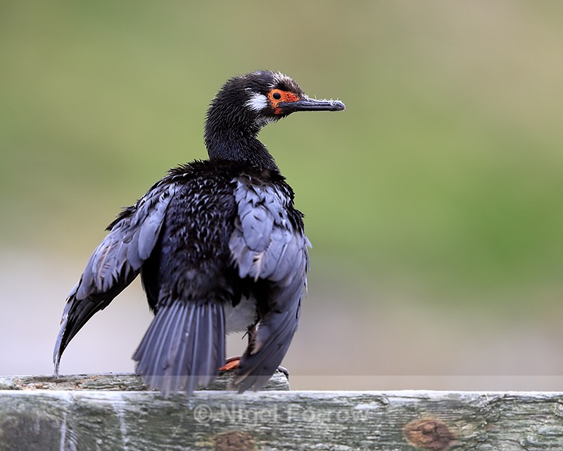 Rock Shag rear view, Carcass Island, Falklands - Rock Shag