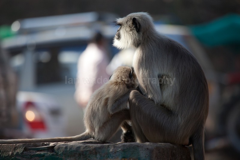hanuman langur in Delhi in India - Indian - People, Culture, Wildlife & landscape