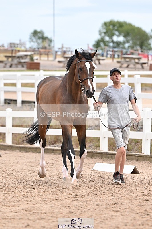 250716-152457-01916 - Trot Up 2.30 to 3.30