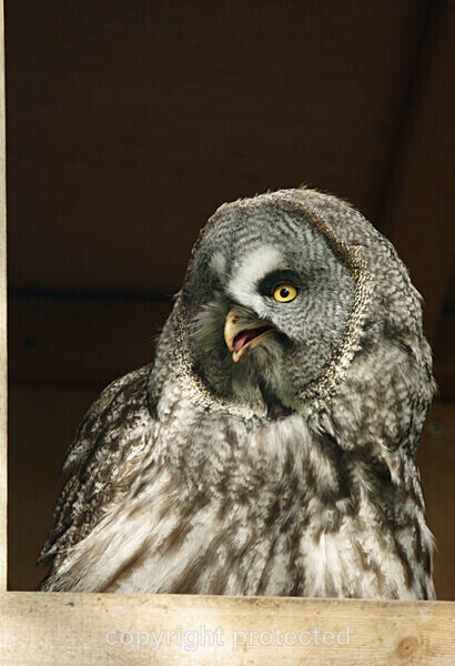 Great grey owl - Other Wildlife Species