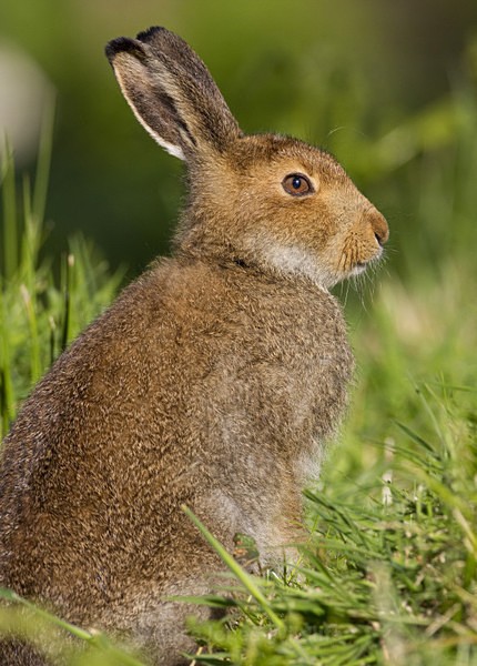 Mountain Hare, Isle of Mull ref mh5 - MOUNTAIN HARE, SCOTLAND