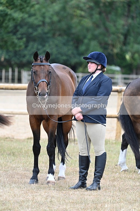 WJ7_0025 - Class 5a Most Handsome Gelding (above 14.2hh)