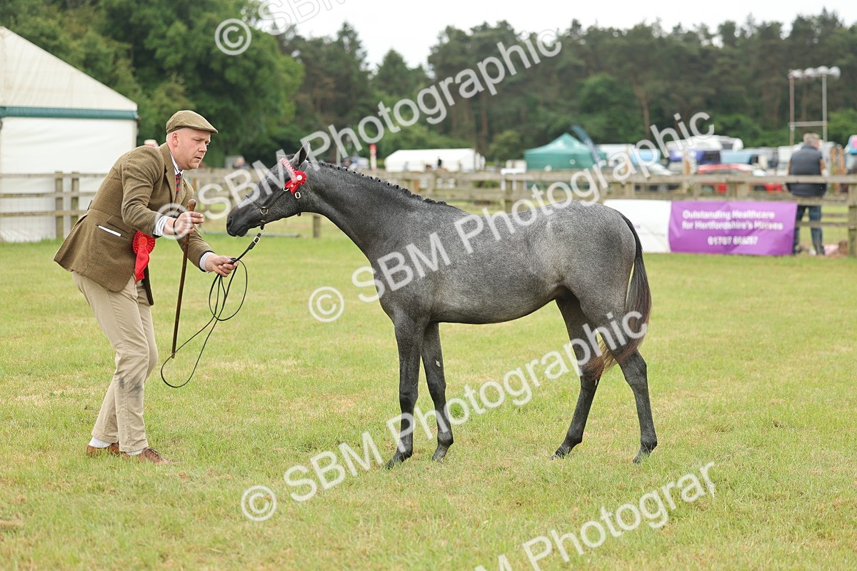 SBM_05379 - Class 68-73 - Riding Pony Breeding