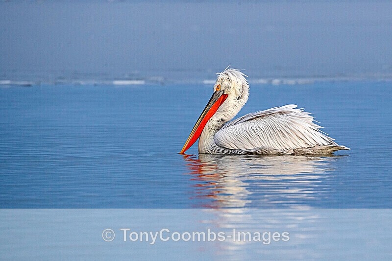 Dalmatian Pelican - Lake Kerkini