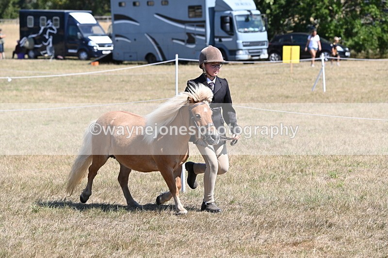 WJ6_8610 - Class 37b Best Loan Pony In-hand