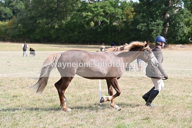 WJ6_6457 - Class 20 In-hand Cob