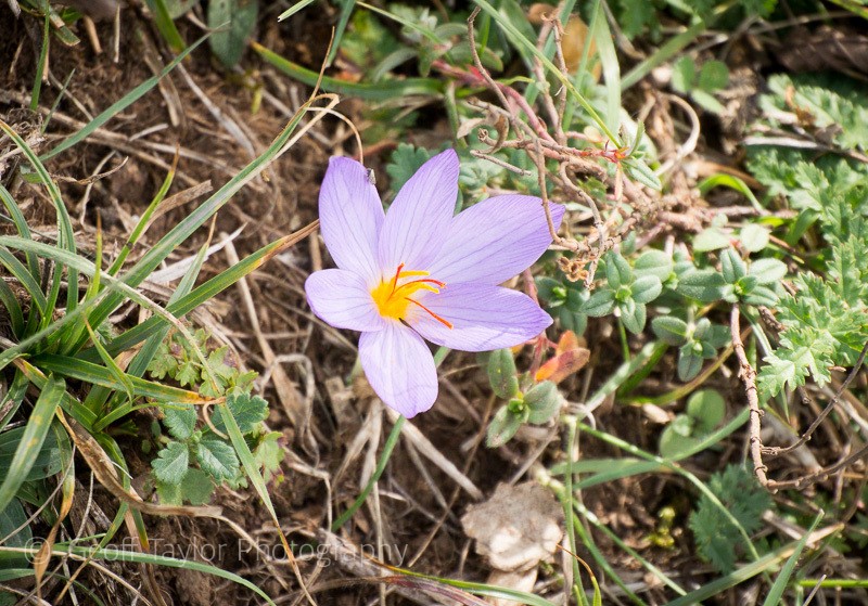 Valley of the orchids walk - Naples, Padula & Northern Calabria