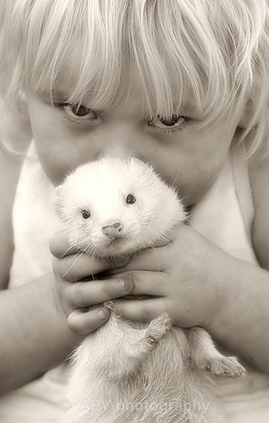Love my Ferret.. - Portraits