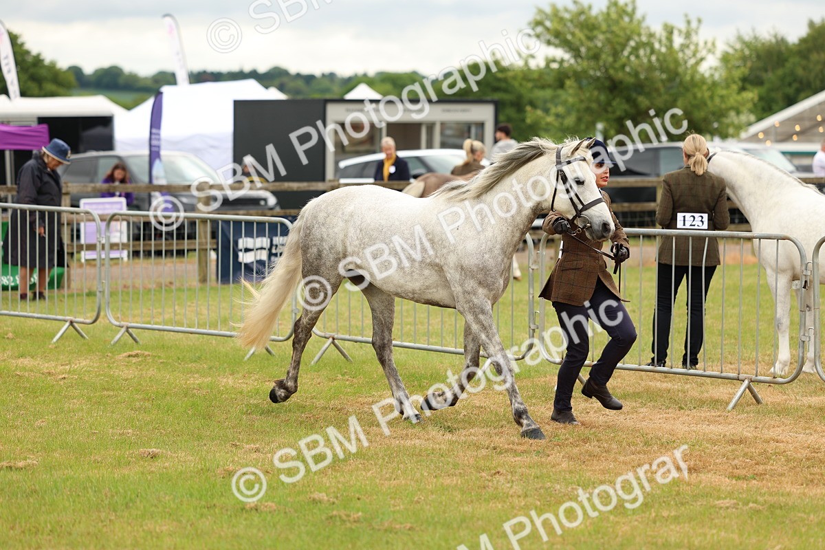 SBM_04178 - Class 64-67 - Shetland Pony In Hand