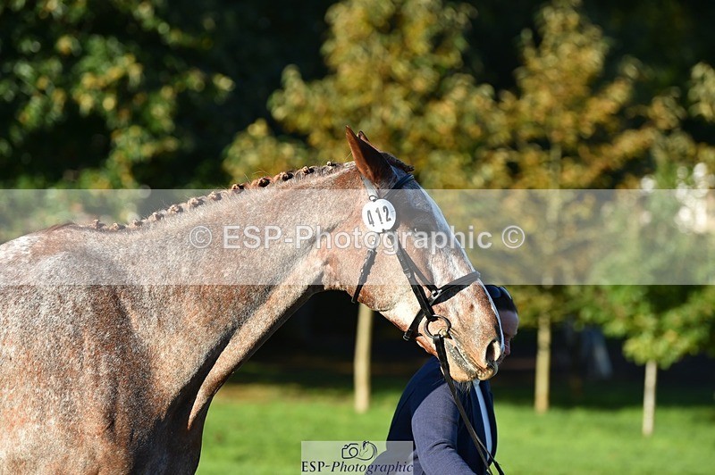 231022-093614-21906 - 412-KELTEK.LUDO-Tracey.Neville-TrotUp+SJ