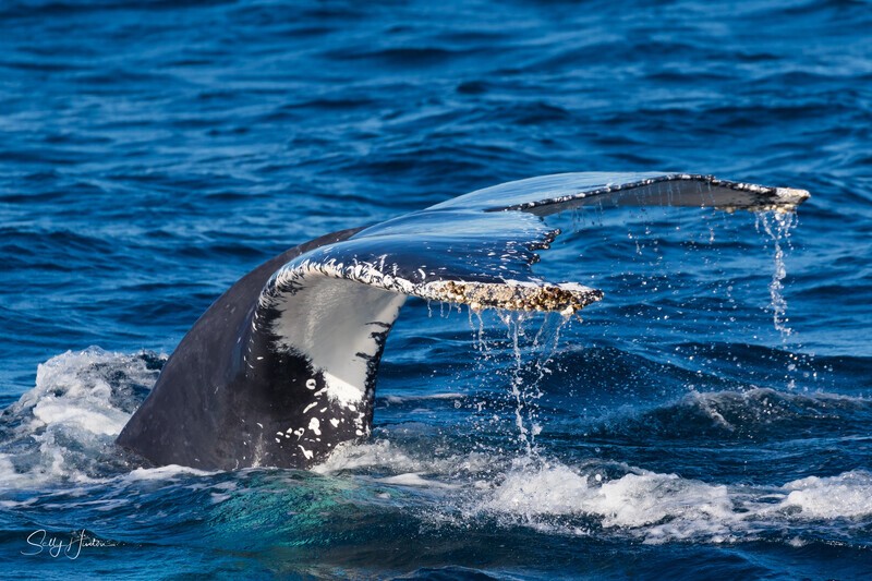 Fluke Side 0A3A1263 - Humpback Whales