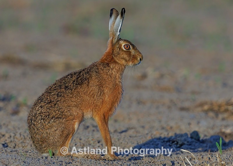 Brown Hare - Latest Images