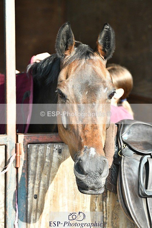 230817-082933-02400 - Stable Shots