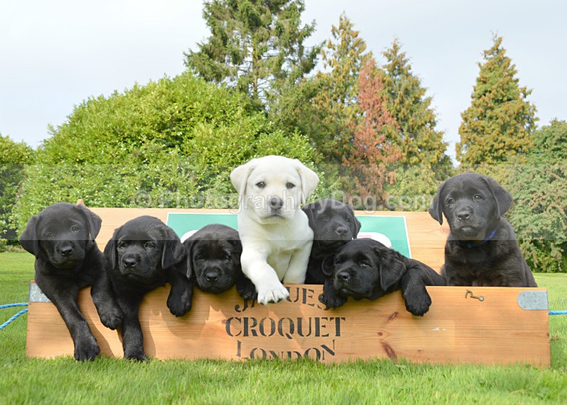  - Yellow and Black Labradors