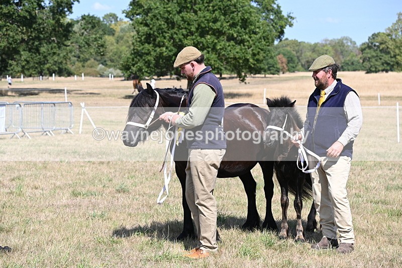 WJ6_5085 - Class 17 Mountain & Moorland