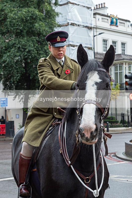 NGP_7086 - Animals In War Memorial - 10-11-23