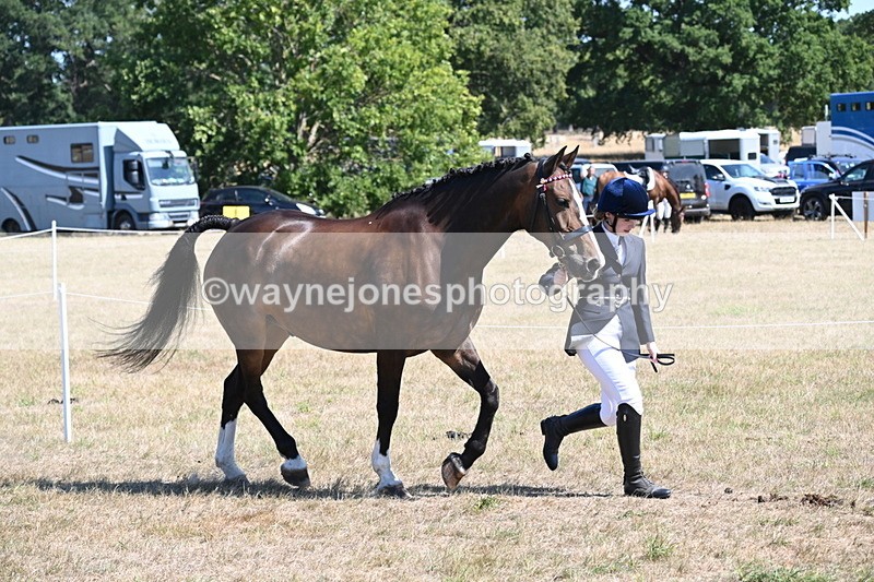 WJ6_8630 - Class 37b Best Loan Pony In-hand