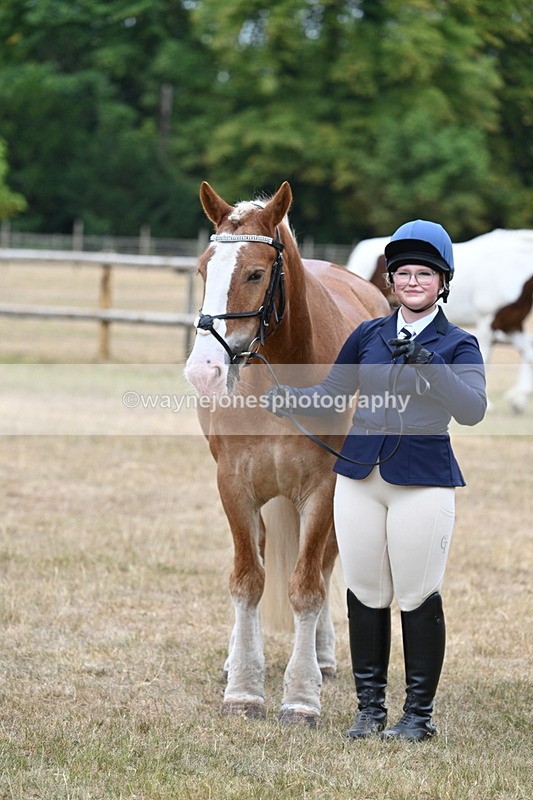 WJ7_0148 - Class 5a Most Handsome Gelding (above 14.2hh)