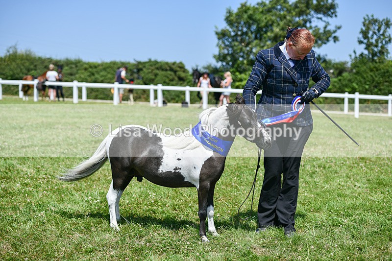 DSC_7293 - Miniature Horse Championship