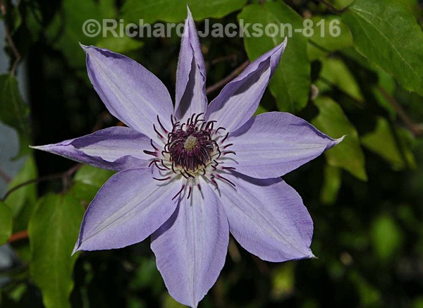 Clematis - Flowers