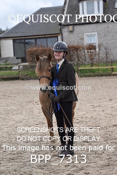 BPP_7313 - RING 1  (RIDDEN HORSES / IN HAND / VETERAN ETC)