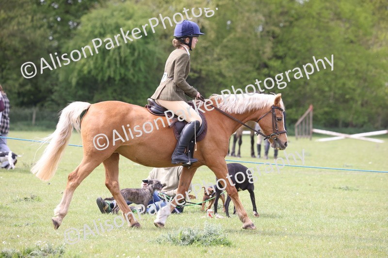 20260426-2930 - Class 33 - Best Pony 14.2hh and Under